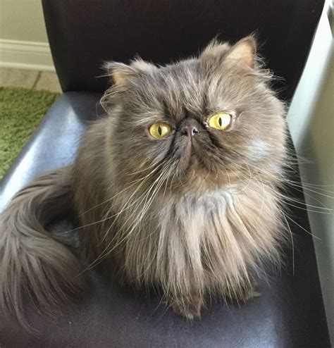 It indicates, "Click to perform a search". . Persian cat rescue phoenix